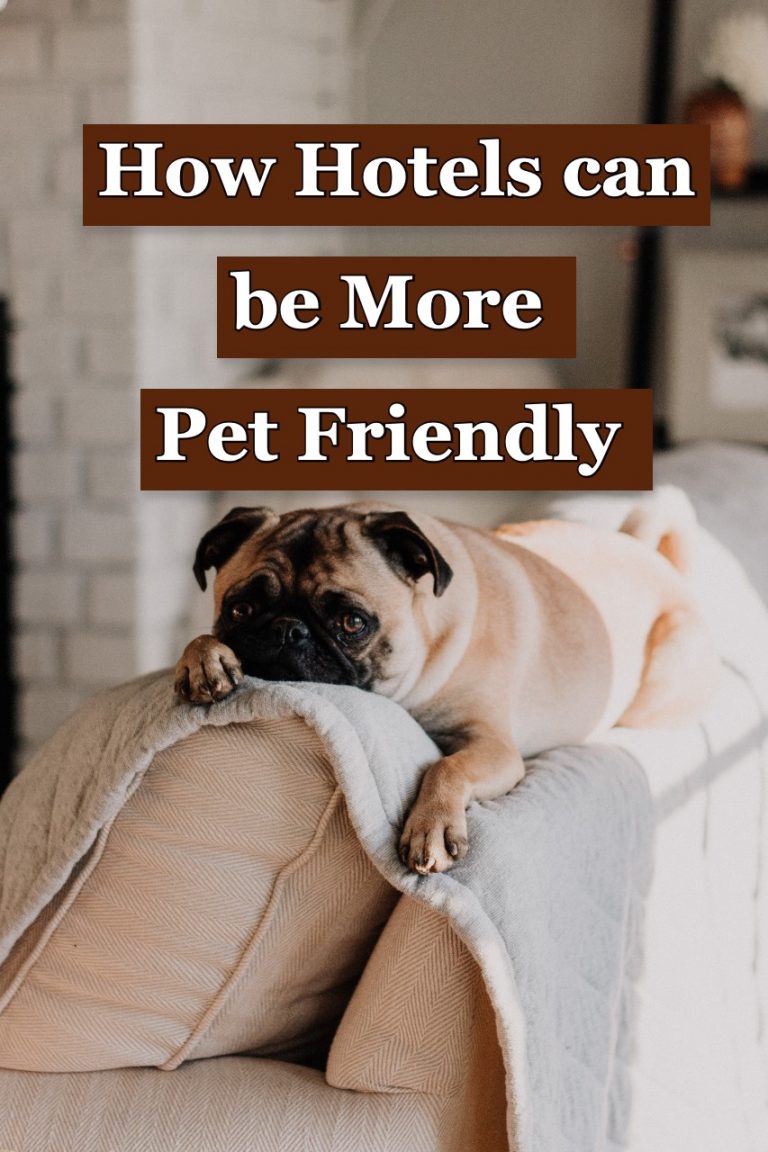 How Hotels can be more Pet friendly?